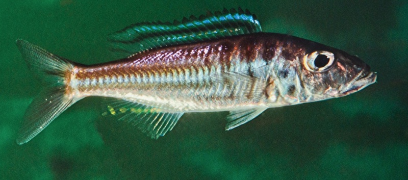 Bathybates graueri